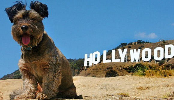 hollywood dog