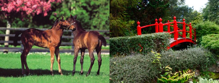 National Stud and Gardens