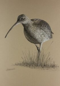 curlew1