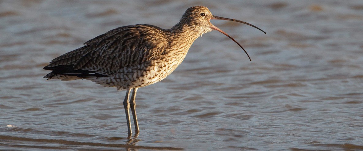 curlew tcm9 329837