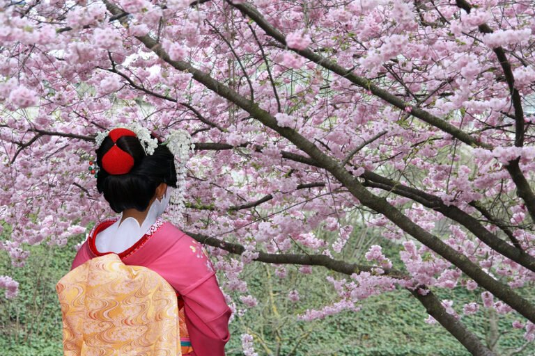 Geisha and blooming Sakura tree