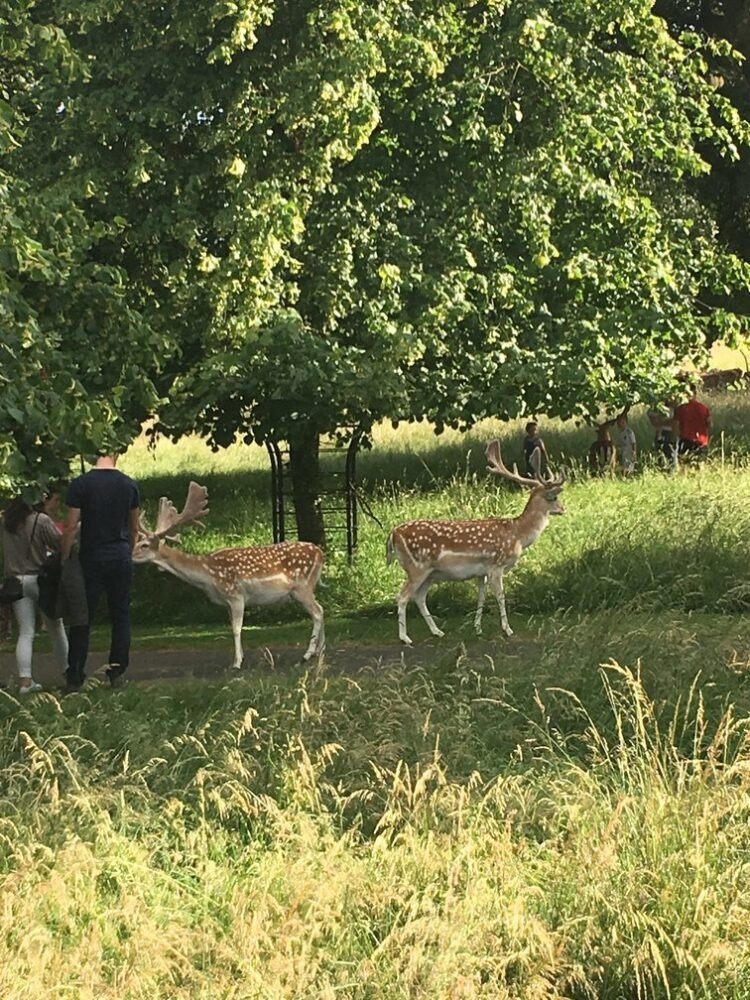 Deer of the park