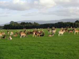 Phoenix Park Dublin 04