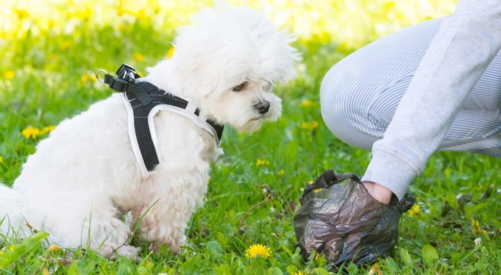 Dog poo