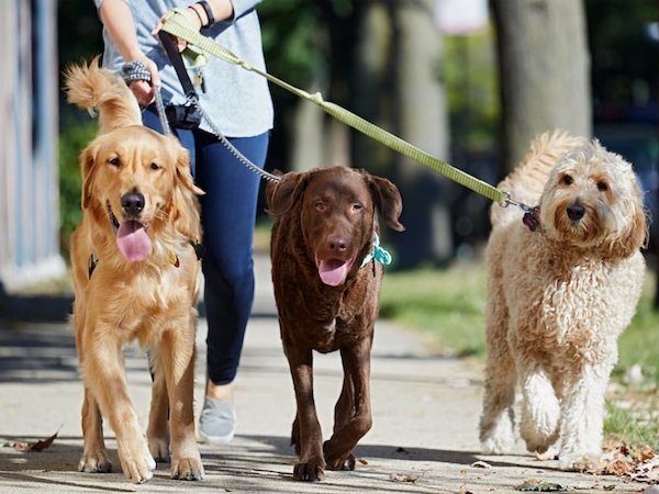 best dog-walking spots in Dublin