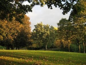 Phoenix Park Trees