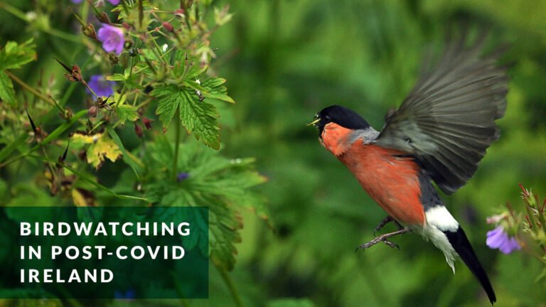 birdwatching in ireland