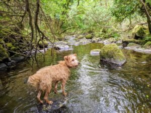 knocksink wood river dog scaled 1