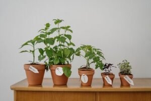 how to grow plants at home