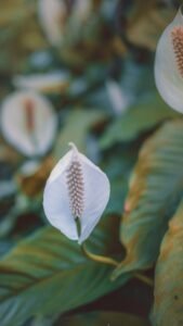 Peace lily