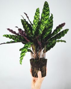 calathea