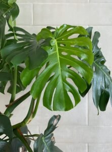 monstera deliciosa