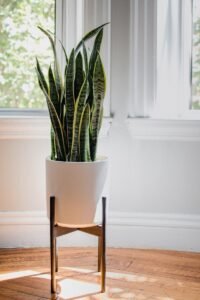 snake plant