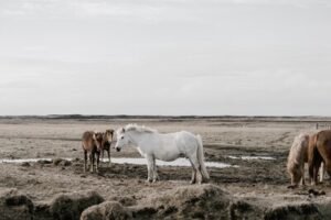 Connemara Pony