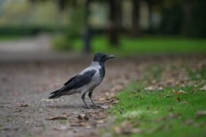 Hooded Crow