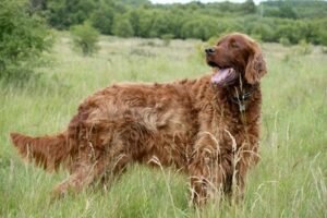 Irish Setter