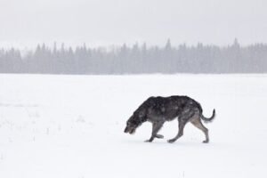 Irish Wolfhound