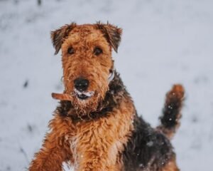 Irish terrier