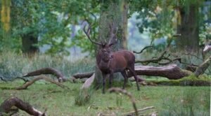 Red Deer