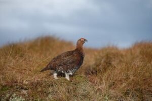 Ireland's Native Fauna