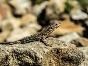 Viviparous Lizard