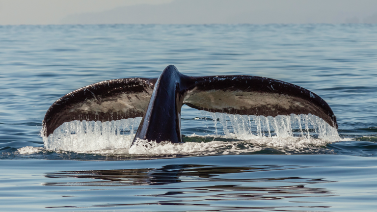 The Craic from 2020: A Whale's Perspective