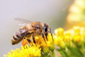 depositphotos 5610293 stock photo honey bee