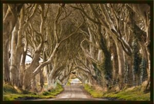 Dark Hedges - Early Spring 2013