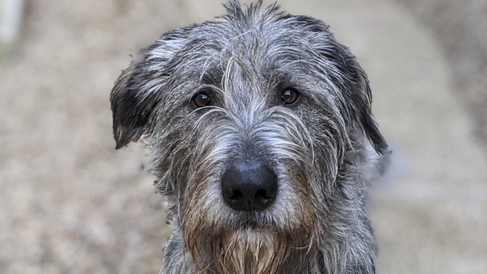 Irish Wolfhound