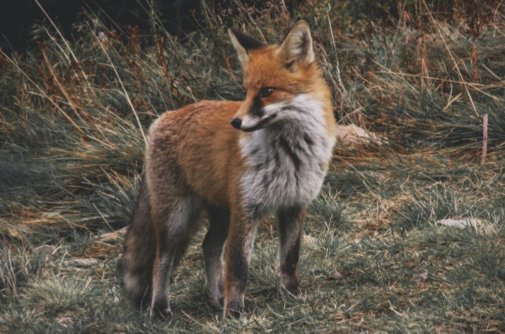 Ireland's first wildlife hospital