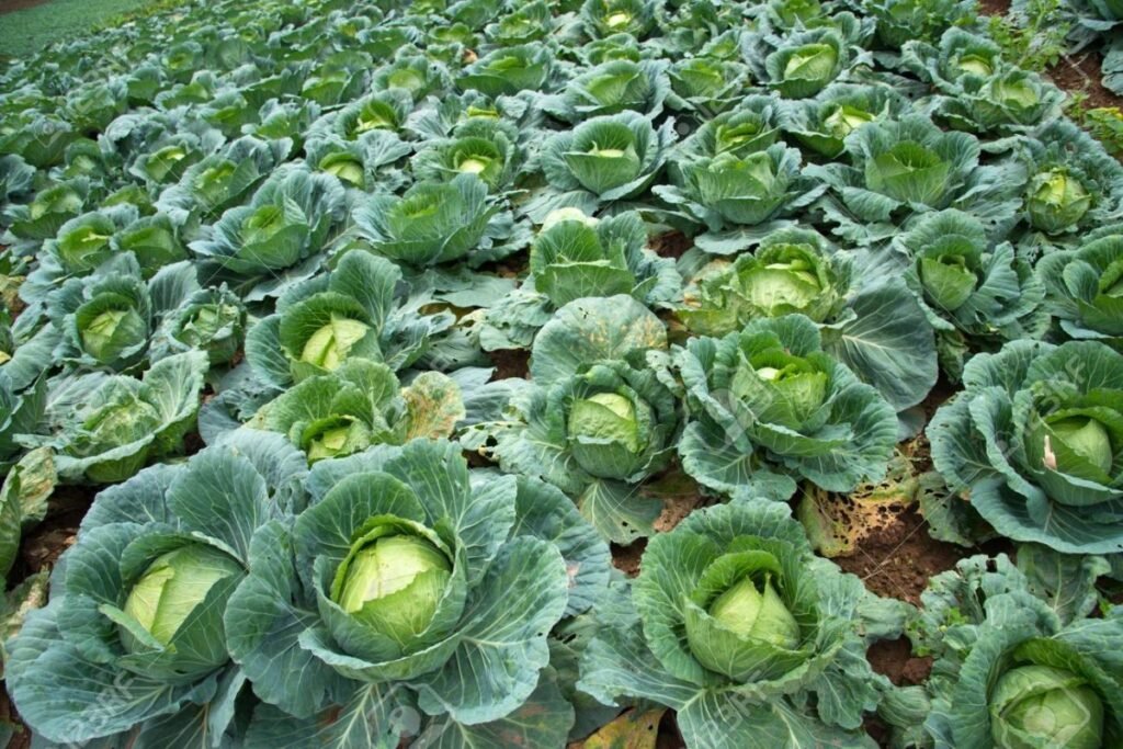 82674321 cabbage in garden cabbage field