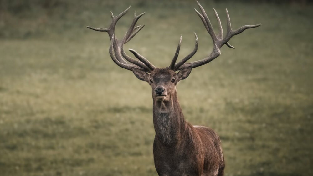 How Climate Change Is Destroying Ireland's Wildlife