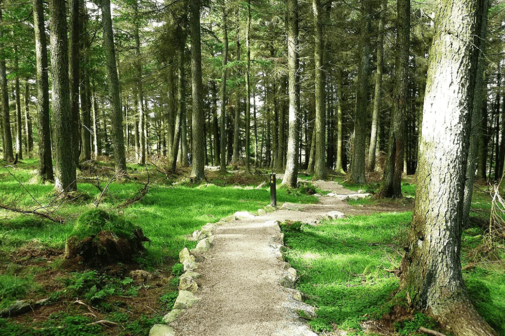 Cruagh wood