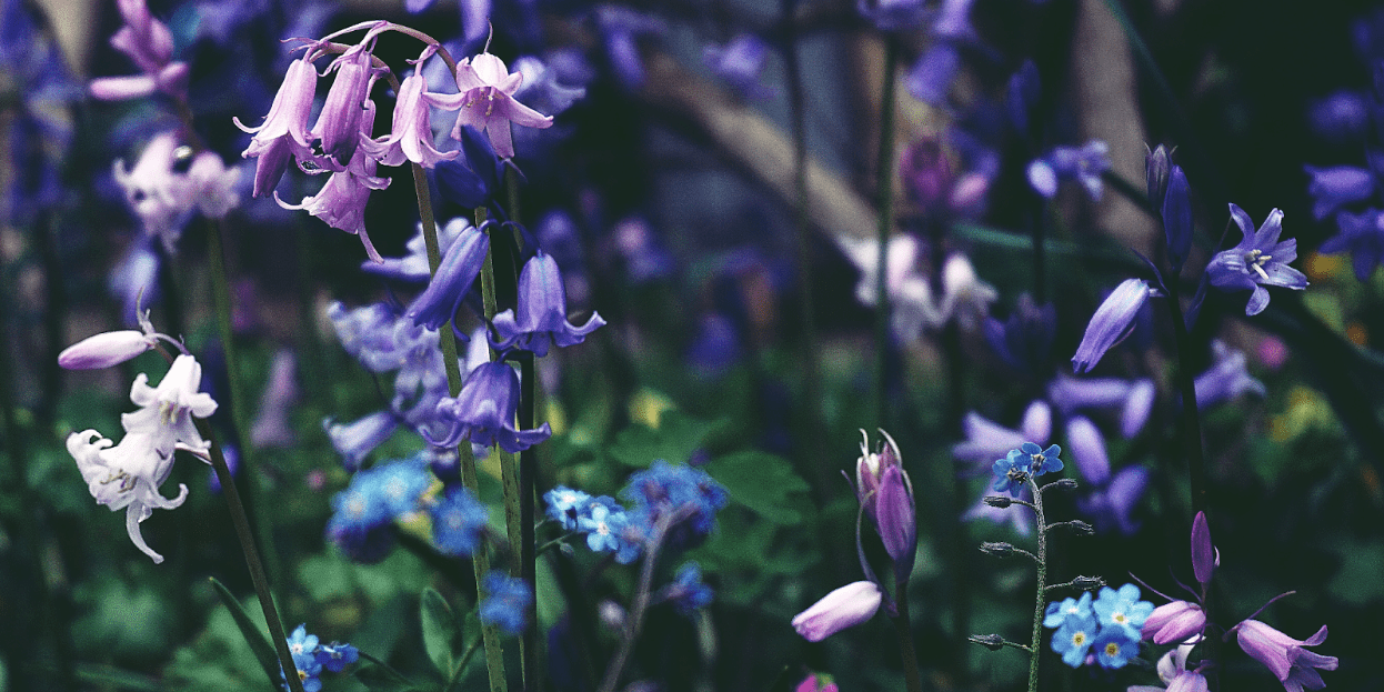 Bluebells in Ireland