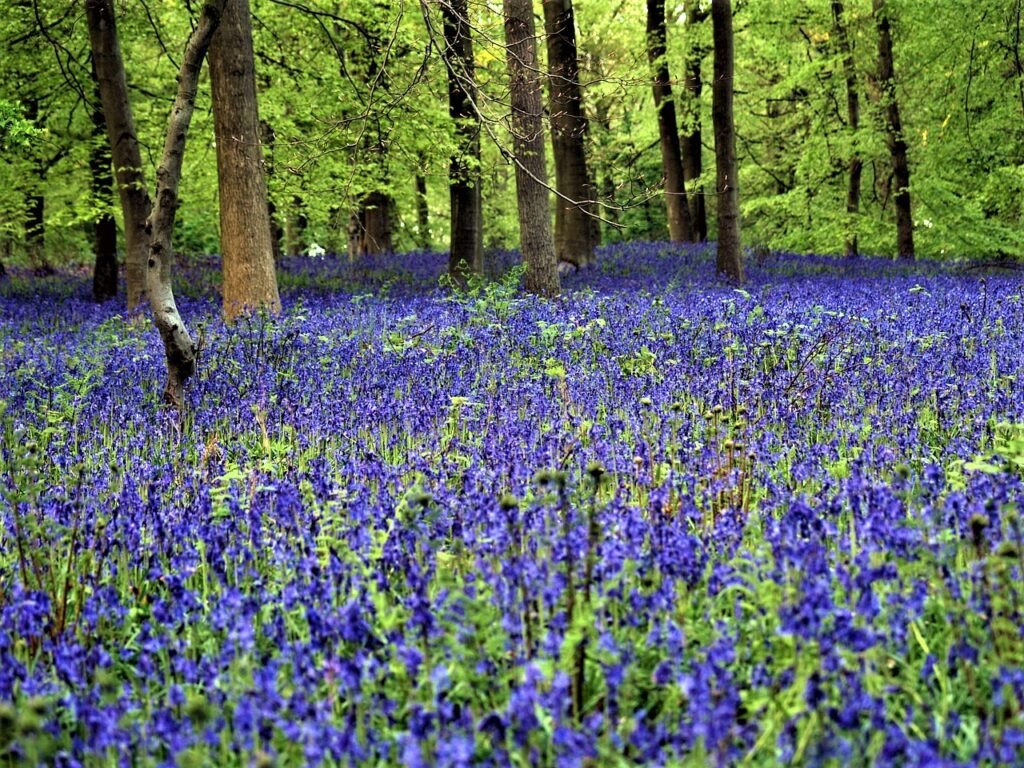 bluebell wood 1