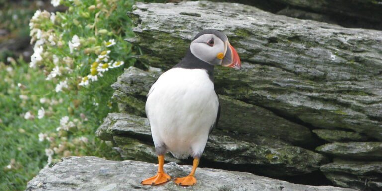 Ireland's Birds