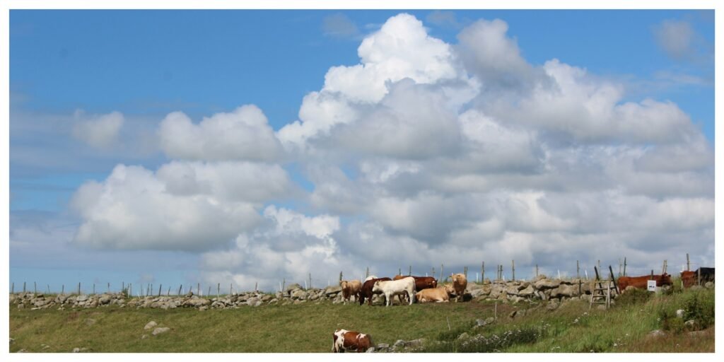 The 8 Irish Pagan Festivals: Comprehensive guide to paganism 3 MixCollage 08 May 2025 11 22 AM 432