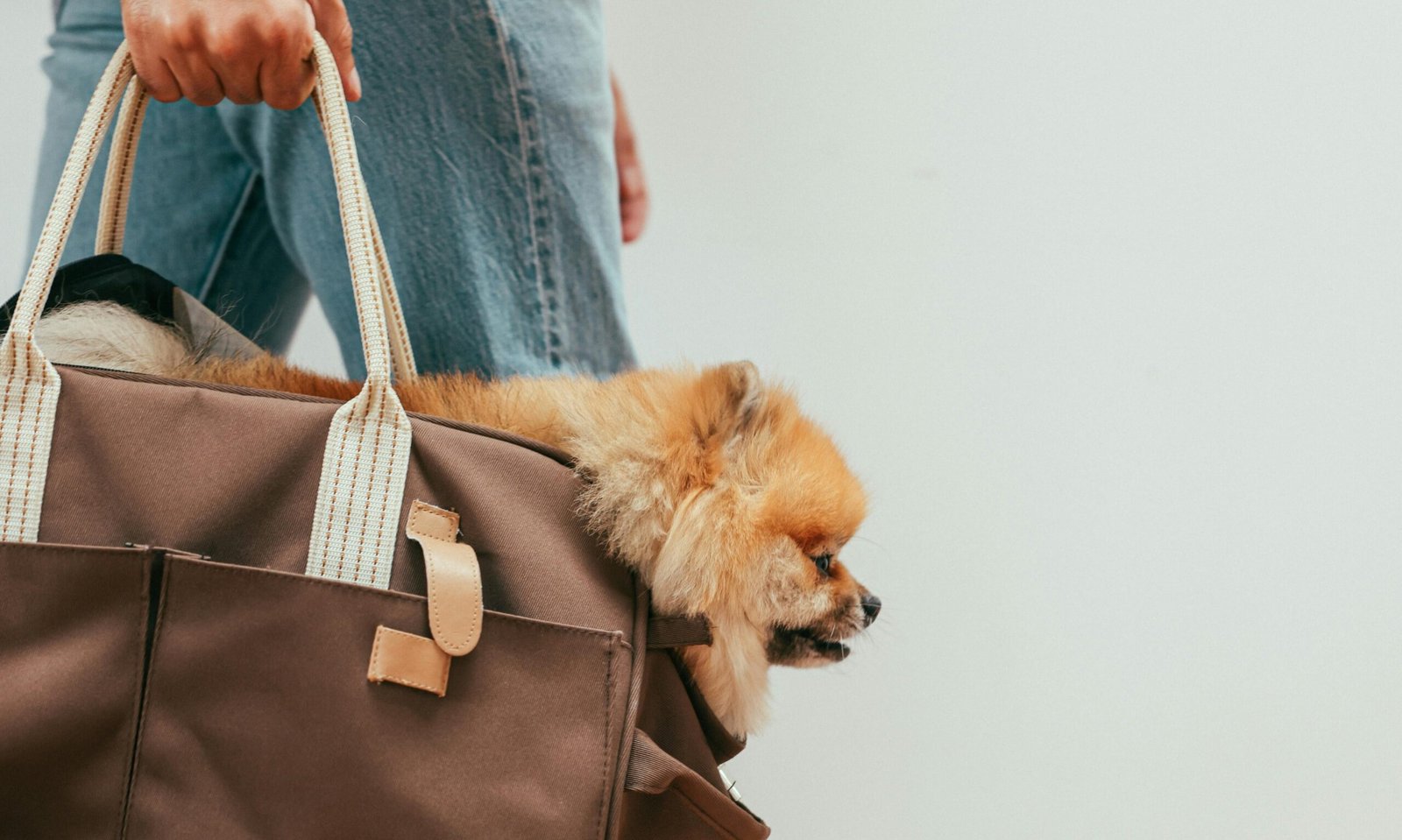 How To Transport Pets Abroad Smoothly: 6 Essential Things To Know Before Pet Relocation
