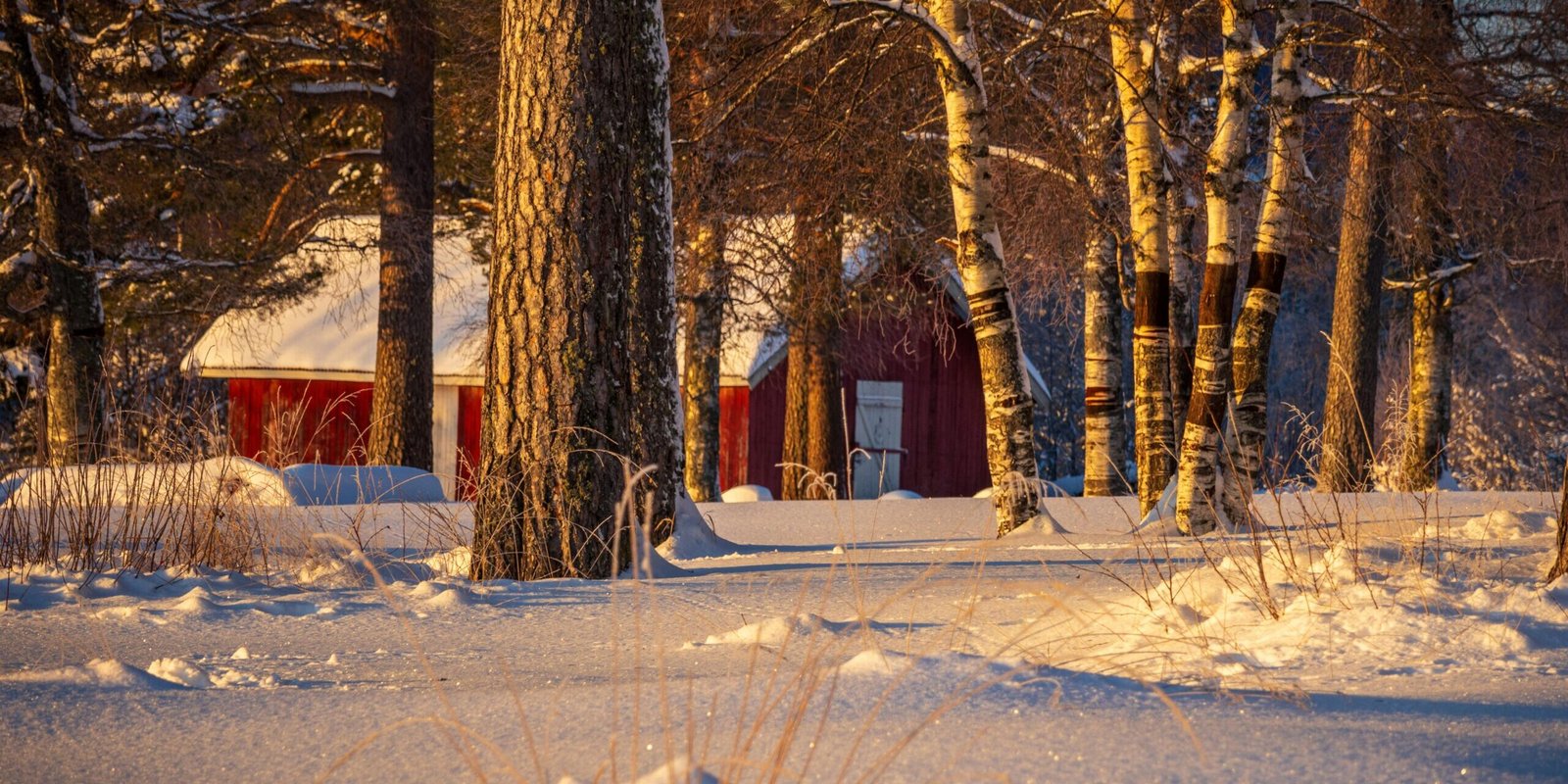 Surviving the Swedish Winter: The Brilliant Local Strategies That Actually Beat the Dark Season